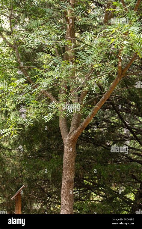 Chinese Pistache Tree Pistacia Chinensis A Popular Medium Sized Tree