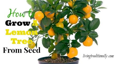 How To Grow An Endless Supply Of Lemons Indoors