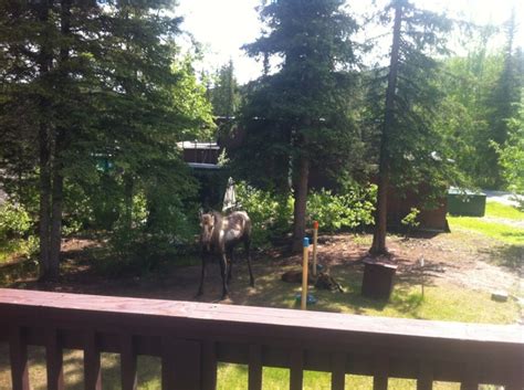 Maybe you would like to learn more about one of these? Denali National Park RV Parks | Reviews and Photos ...