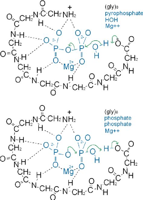 The Envisaged Pyrophosphate Mechanism Showing How The Main Chain Atoms