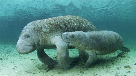 Record Number Of Manatees Killed By Florida Boaters