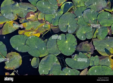 Fringed Water Lily Nymphoides Peltata Sggmel Kuntze Stock Photo