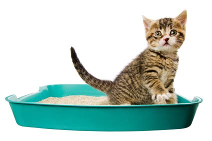 Why do cats suddenly stop using the litter box? How to train your cat to use the litter box in 3 simple ...