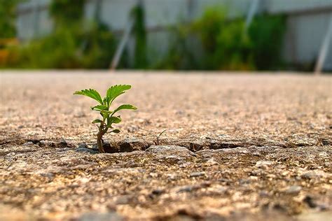 Tiny Little Plant Grows At The Crack Of The Concrete Slab Flickr