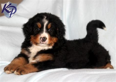 A mini bernedoodle is a mini poodle crossed with a bernese mountain dog. Puppy Finder: Find & Buy a Dog today by using our ...