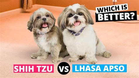 Shih Tzu Vs Lhasa Apso Which Is Better For You Youtube