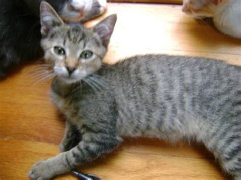 Tiger - Kitten - Medium - Baby - Male - Cat for Sale in ...