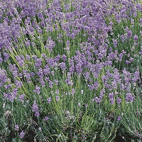 English Lavender Blue Cushion Lavandula Angustifolia My Garden Life