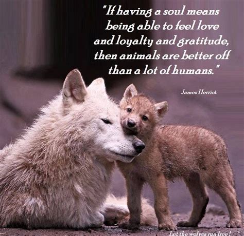 animals have souls quotes - Bing images | pet psychic | Pinterest