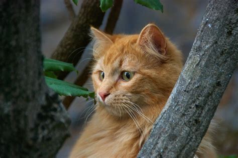Can Cats Eat Pepper? Important Facts to Remember
