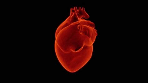 Fat Around Heart May Increase Heart Failure Risk
