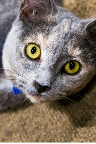 Orlando cat cafe, clermont, florida. Orlando Cat Café
