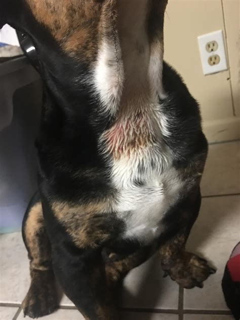 Dog Has Red Looking Rash On Neck That Is Discharging Gooie Feeling He