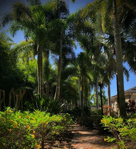 Cable tv, insurance, internet, maintenance exterior, maintenance grounds, maintenance repairs, manager, pest control, pool maintenance, security, sewer, trash, water. Organic Shrub & Palm Treatments | St. Pete Beach, Tierra Verde