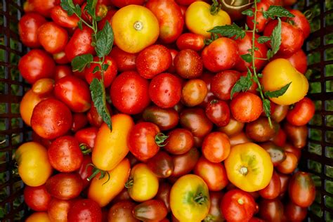 Five Most Popular Italian Tomatoes