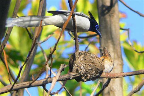 Asian Paradise Flycatcher Truly Bird From Paradise Wild Nest