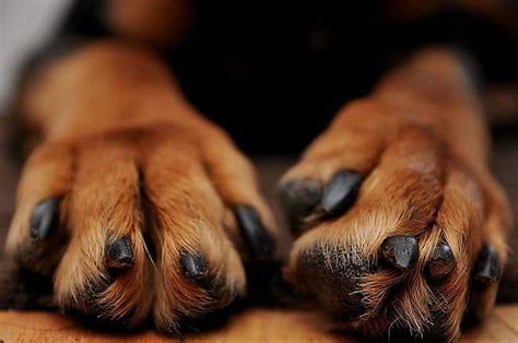 Small Dog Breeds With Big Paws Healthy Homemade Dog Treats