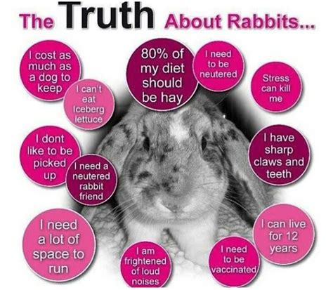 The Truth About Rabbits As Pets Bunny Care Pet Bunny Bunny Mom