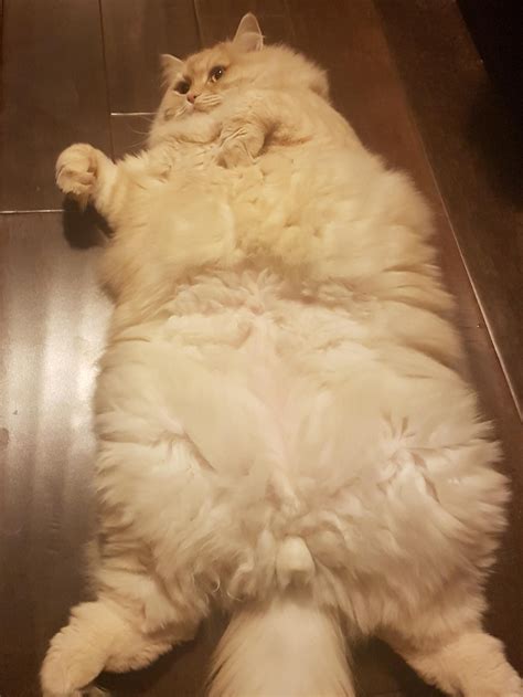 The Ultimate Cat Belly Ireddit Submitted By Misspringles To R