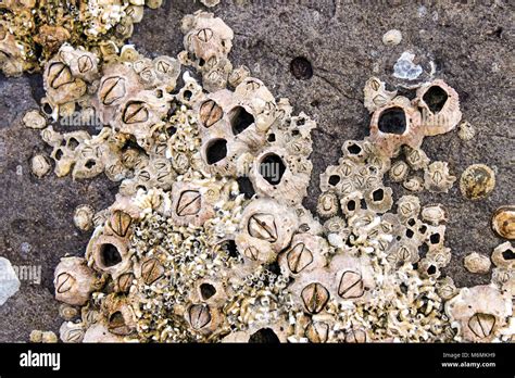 Barnacles At The Seashore Hi Res Stock Photography And Images Alamy
