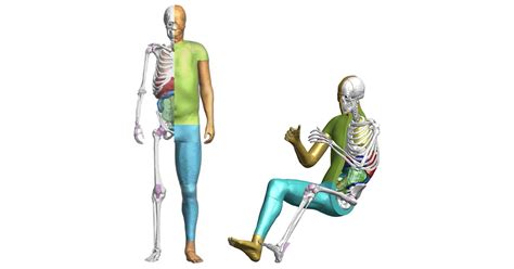 Toyota Offers Free Access To THUMS Virtual Human Body Model Software