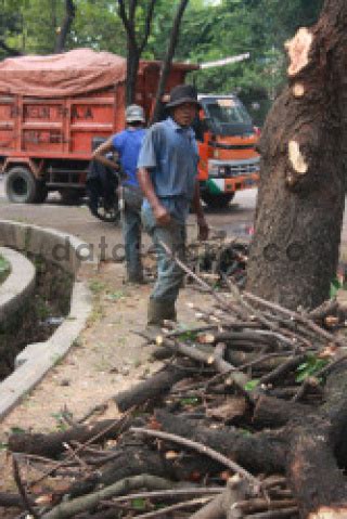 Pemotongan Ranting Dan Dahan Pohon Di Jakarta Selatan Datatempo