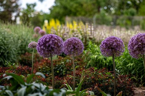 Growing Allium Flowers When Where And How To Plant Allium Bulbs