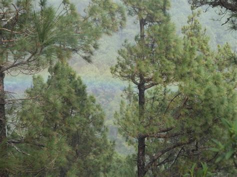 Über 800 objekte persönliche betreuung jetzt traumurlaub auf teneriffa buchen! Wandern: Rundweg durch den Esperanza-Wald (Tour 128323)