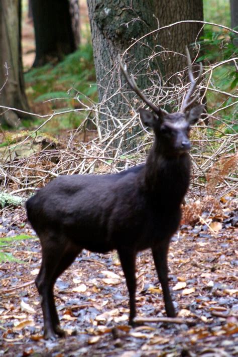 Sika Stag On Brownsea Island Near Middle Street West Of T Flickr