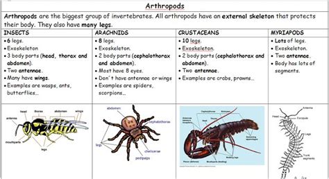 Science and Physical Education Invertebrate animals classification Clasificación de animales