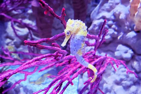 Caballito De Mar Características Alimentación Hábitat Reproducción