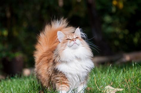 This breed is one of the most patient and condescending. Norwegian Forest Cat breed info & health advice | Everypaw
