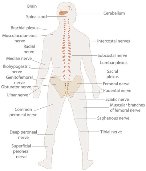 The nervous system is a network of specialized cells that communicate information about an organism's surroundings and itself. BIOLOGY - Nabet Science LHS