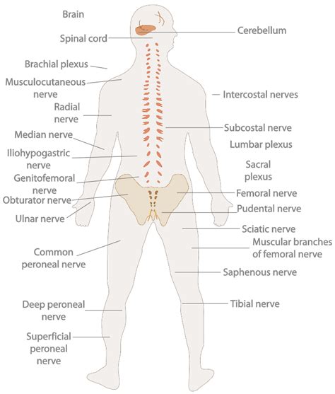 Download this peripheral nervous system medical vector illustration diagram with full body nerve scheme vector illustration now. BIOLOGY - Nabet Science LHS