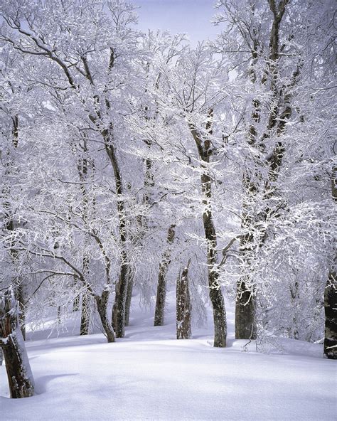 무료 이미지 경치 분기 눈 서리 얼음 날씨 일본 시즌 일월 동결 너도밤 나무 숲 순수한 흰색 설경