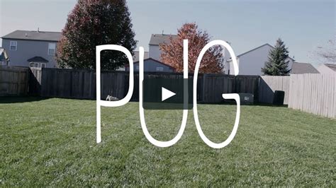 Pug On Vimeo