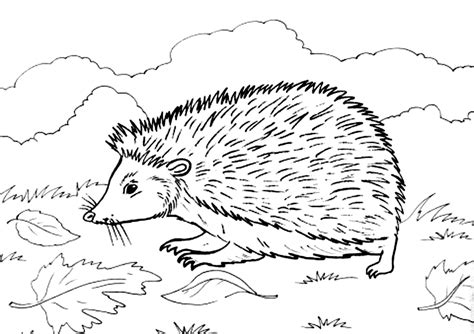 O plansa cu un cadou ce poate fi desenat de catre copii in. PLANSE DE COLORAT CU ARICI