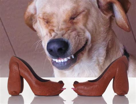 Cursed Shoe Images Inspired By Nature 🩰 Doge Much Wow