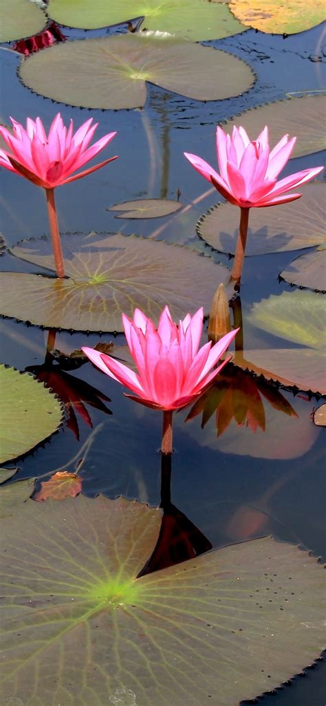 Wallpaper Of Lotus Flower