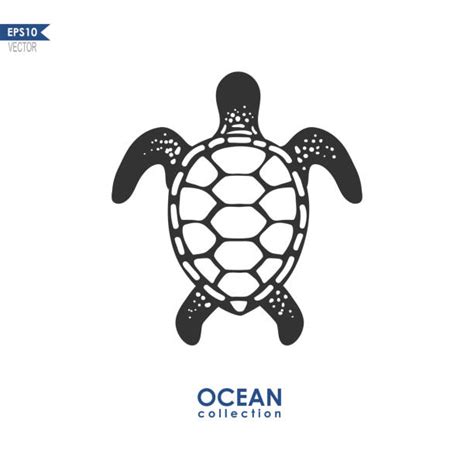 Best Turtle Shell Illustrations Royalty Free Vector
