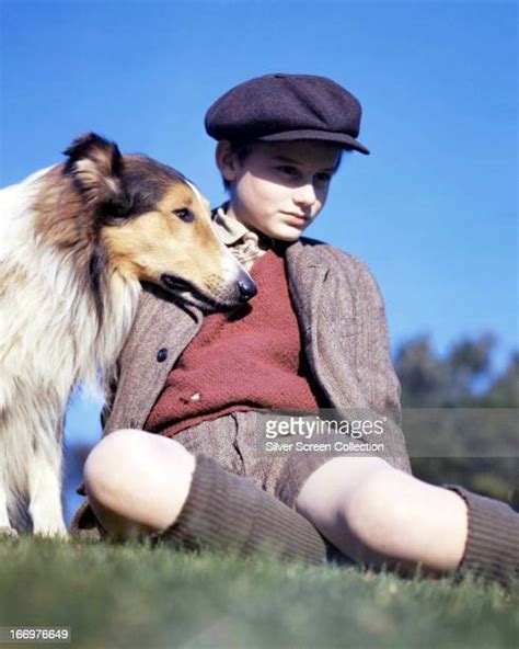 Rough Collie Lassie Photos And Premium High Res Pictures Getty Images