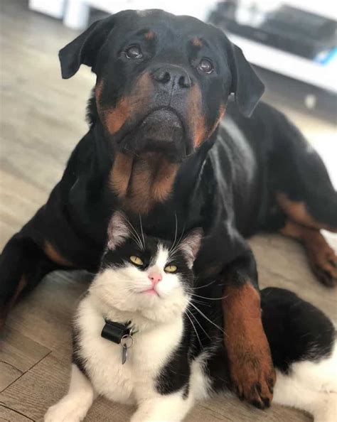 Do Rottweilers Get Along With Cats