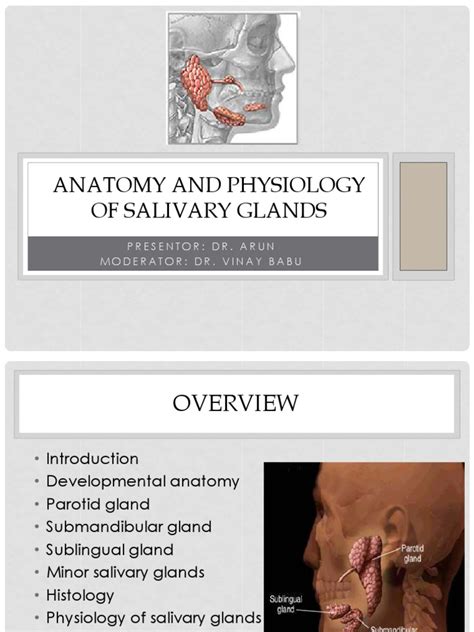 Anatomy And Physiology Of Salivary Glands Epithelium Saliva