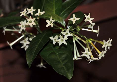 Night Blooming Jasmine Jasmine Plant Ornamental Plants Living Wreath