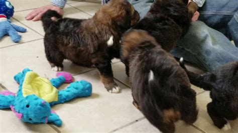 Most trusted source of mini bernedoodle puppies for sale. Bernedoodle Puppies for Sale Prairie Hill Puppies - YouTube