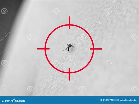 A Mosquito Bites A Person In The Stomach The Insect Bit Through The