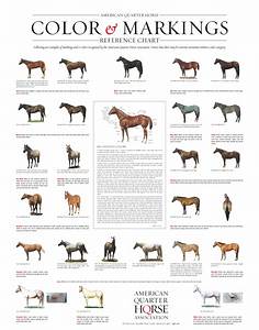Quarter Horse Markings And Color Genetics Aqha Horse Coloring