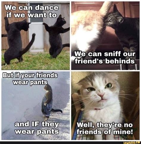 Friends Of Mine Funny Cat Memes Cute Animals With Funny
