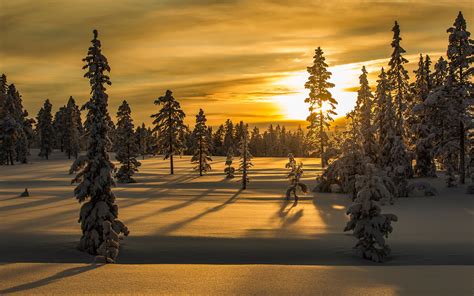 Download Wallpaper 3840x2400 Winter Snow Fir Tree Trees Sunset 4k Ultra Hd 1610 Hd Background