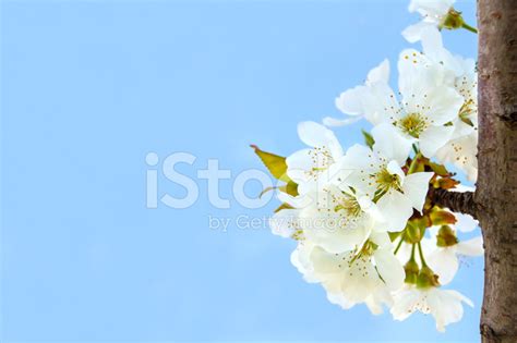 Cherry Blossoms On The Blue Background Stock Photo Royalty Free